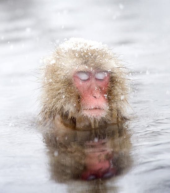Hot Spring Bath Fizz - Image 3