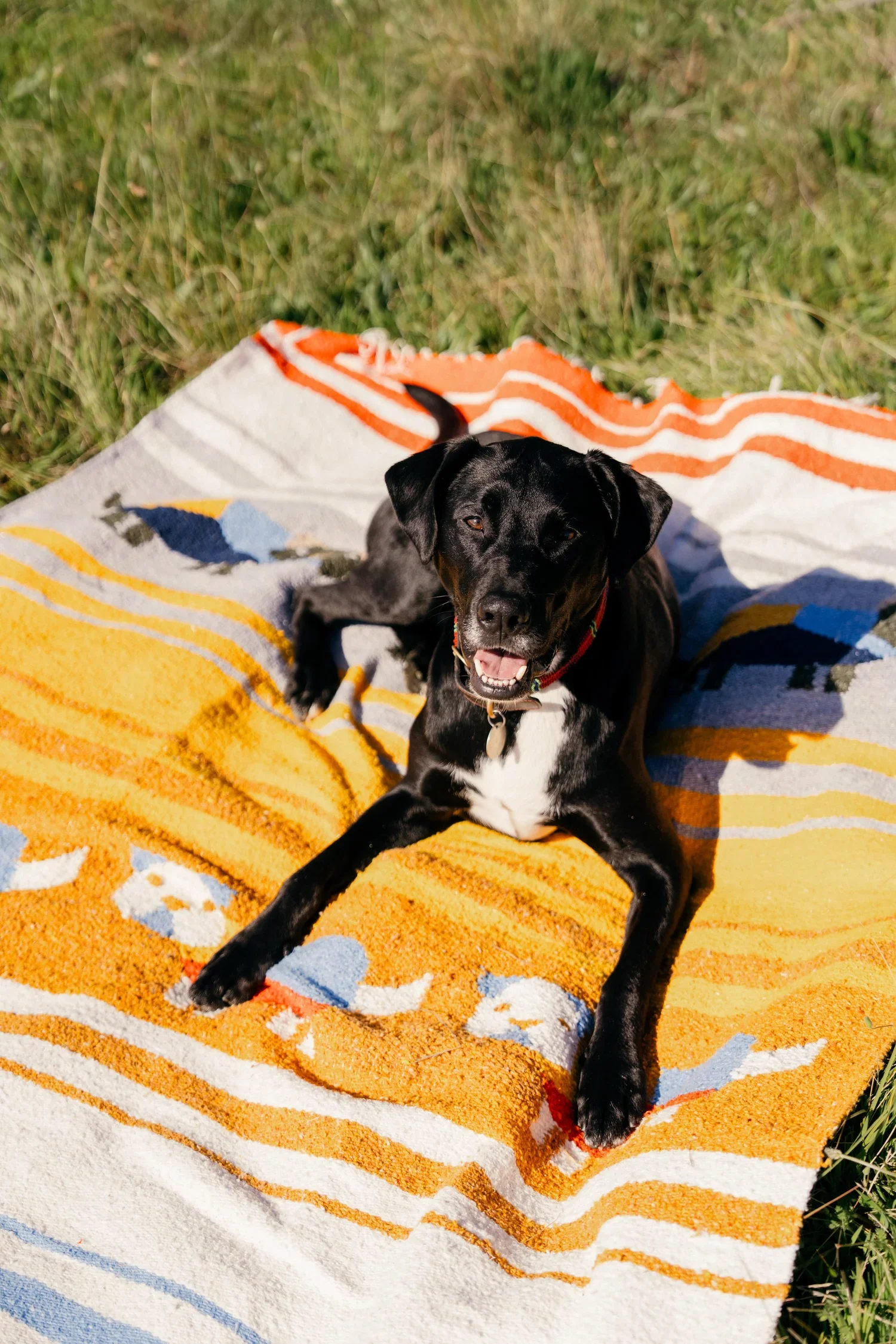 Perro Dorado - Woven Blanket - Image 5