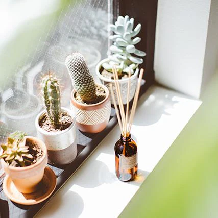 Reed Diffuser - Image 5