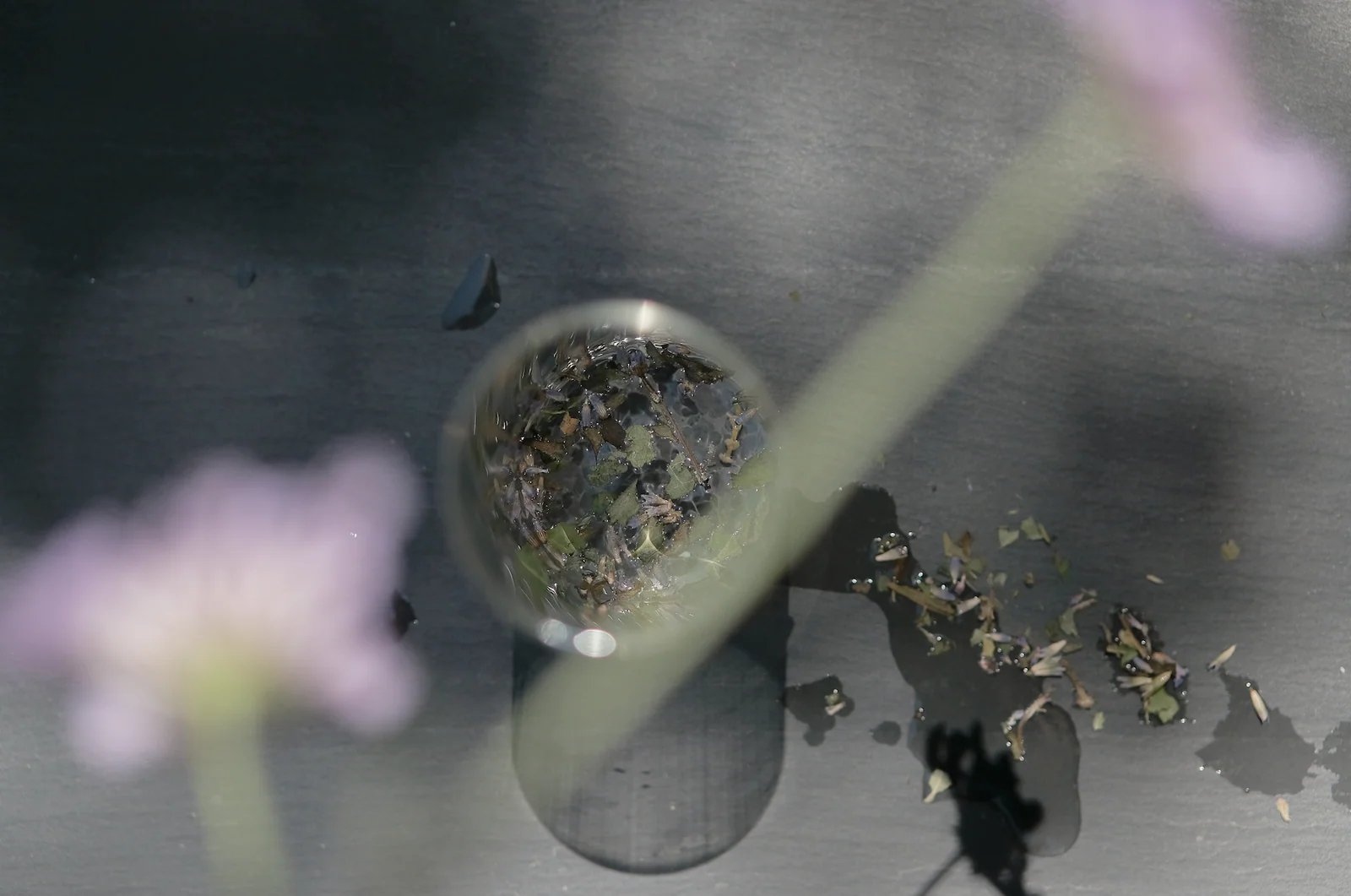 Serenitas Tea - Image 5