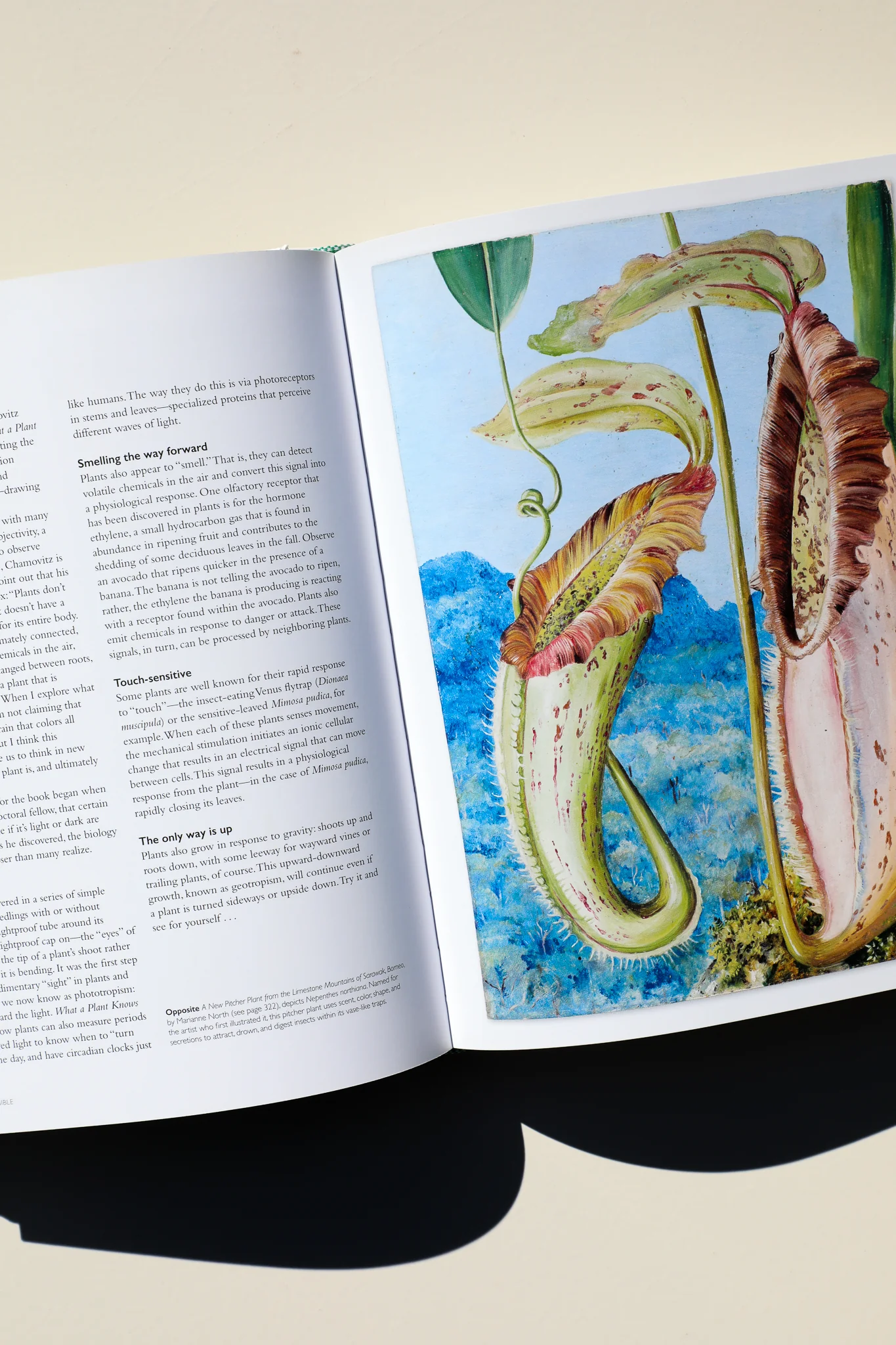 The Botanical Bible - Image 5
